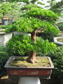 Podocarpus Bonsai